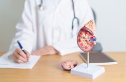 A doctor with suspected prostate cancer using a male reproductive system model during a visit to the urology clinic, focusing on prostate health and treatment options.